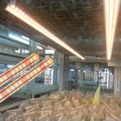 Đèn LED nuôi cấy mô Rạng Đông LED ncm 120 16W wr