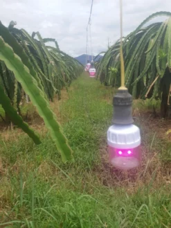Đèn LED thanh long 5W Rạng Đông T60 tl xw thuc te 1