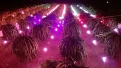 Đèn LED thanh long 5W Rạng Đông T60 tl xw thuc te 2